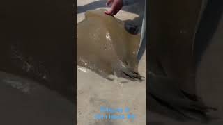 Sting ray at Horn Island, MS #stingray #DauphinIsland #all #fish