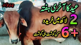 Sahiwal Cattle Prices For Eid Ul Azha 2021-Low Price Sahiwal Cross Cows For Sale | Sheikhupora Mandi