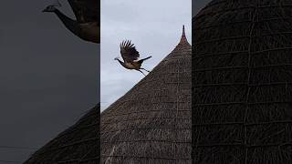 A peahen on the hut #ytshorts #birdsshorts #wildlifeShorts #shorts #peacockShorts