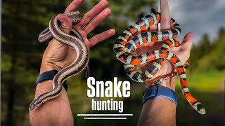 Epic Hunt for RARE Snakes In Arizona!