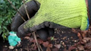 Winter Garden Beautification Part 2: Planting Helleborus Perennials in Various Areas