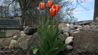 Minnesota Tulip Timelapse