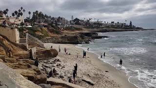 #Seals #SanDiego #Children'sPoolLaJolla #California. (2) #海豹 #加利福尼亞州 #聖地亞哥 #拉荷雅兒童游泳池。2019