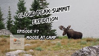 Cloud Peak Wilderness- Moose at Camp