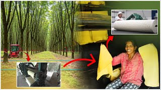 RUBBER LATEX FARM: From Tree to Product | The Complete Process of Natural Rubber Latex Production