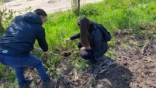 Висадка дубів. Ганьківці-Шевченкове.