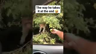 Monkey trying to grab a meal fail #shorts #funny #monkey