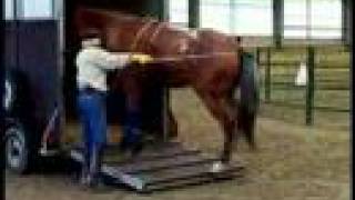 A Course in Horse: Trailer Loading