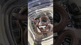 Snake power #trending #korba #chhattisgarh #sagar_sahu_0 #shorts #viral #youtubeshorts #short #new