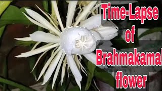 BRAHMAKAMAL (Night Of Queen  Flower) Blossom //   TIMELAPSE VIDEO