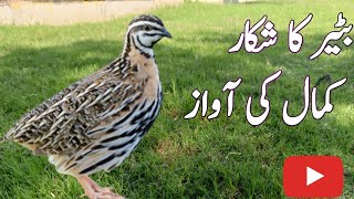 Quail fresh hunting||Bater ki awaz|| بٹیر کی آواز||@Bilalbirdsfarming