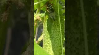 Growing Cucumbers in Brooklyn NY 11224 #cucumba #cucumbers #brooklynny #hobby