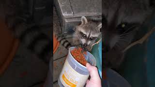 Ambushed by baby raccoons!