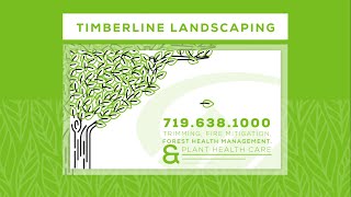 Caring For Your Trees - Solutions from Timberline Landscaping