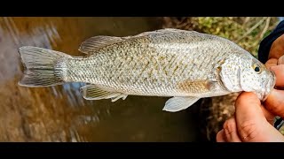 Finally Caught A Spangled Perch Fishing Australia. #shorts #fishing