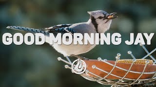 TastyTreat x Claire Ridgely - Good Morning Jay [Lyrics Video] ♪