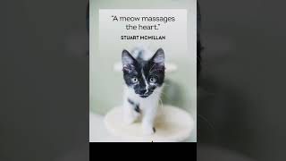 🐈🐱🐱😻😻🐈Cats motivational quotes