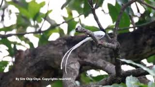 Asian Paradise-flycatcher feeding on a dragonfly by Sim Chip Chye