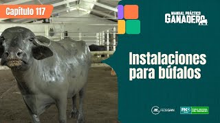 Cap 117 - Instalaciones búfalos #manualpracticoganadero