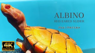 [4K]How To:Keep Clean Water|Red Eared Slider Turtle|Albino Leucistic , Caramel Pink |2021|Sony a6600