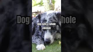 Australian Shepherd Enjoys Chicken Raw Feeding 🐓