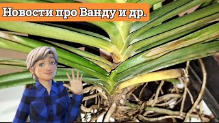 Орхидейные новости Печальные 😭и 😀 Радостные.