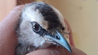 BURUNG TRUCUK OMBYOKAN TIPE TIDAK NGERUJI, KEPALA AMAN TIDAK LUKA