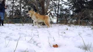 Akita Inu Bakudai (秋田犬莫大) The Japanese Akita Enjoying Snow