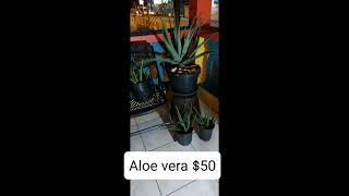 Aloe Vera plants