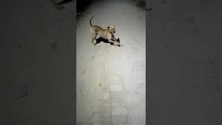 मै आज बहुत दुखी हू🥹🥹🥹🥹🥹😭😭😭😭😭 #dog #doglover #sad #tranding #viral #viralshort #street #shorts