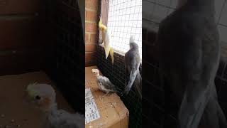 Baby Cockateil learning to fly with parents❤️🎈🦜