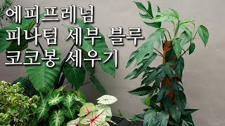 에피프레넘 피나텀 세부블루 코코봉 세우기