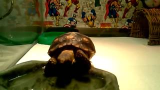 Tortoise drinking water