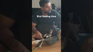 how to feed baby birds