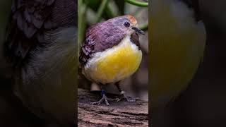 Some exotic birds in the aviary @chesterzoo this is a Cinnamon Rock Dove photos by Jamie📸