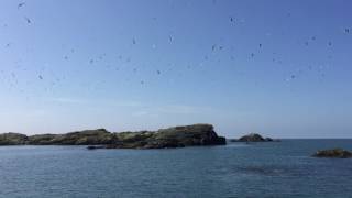 Terns at the Skerries, Anglesey RibRide