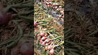 Onion farming... 1040 mound per acar....