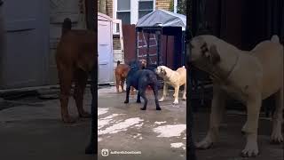 Some of our Boerboels playing around