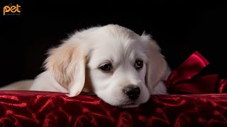 Dog Music: 24 HOURS | Deep Sleep Relaxation Melodies to CALM YOUR DOG #20