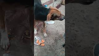 Please help street Dogs 🙏|| #shorts #dogs #help #streetdogs