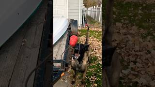 K9 Trooper finds bone. #malinois #searchdog #workingdog