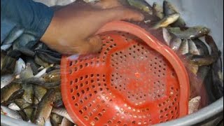 Beautiful Girl Fishing - Amazing Fishing at Battambang - Cambodia Traditional Fishing (Part 139)