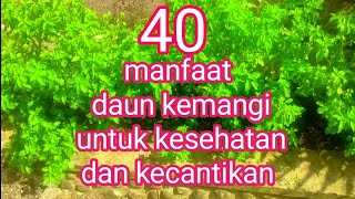 Masya Alloh, Inilah 40 Manfaat Daun Kemangi untuk Kesehatan dan Kecantikan