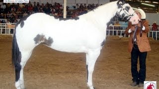 Circuito Mexicano de Caballos Pintos de Conformación