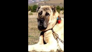 Kangal Köpeği Ayı Boğan Cinsi