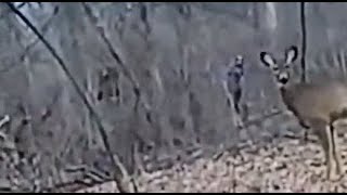 THEY ARE NOT DEMONIC!! TWO SCARY HUMANOID FIGURES CAPTURED ON LIVE STREAM STALKING A DEER!!