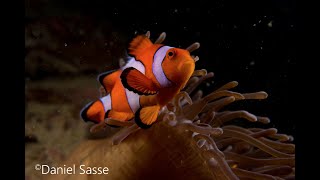 Nemo in real life (Amphiprion ocellaris)