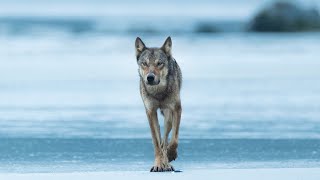 Canadian Geographic July/August 2021 Issue: A Magazine Trailer