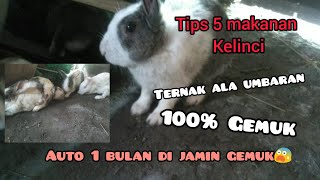 TIPS 5 MAKANAN KELINCI AGAR SEHAT DAN TIDAK MUDAH JATUH SAKIT(kembung)