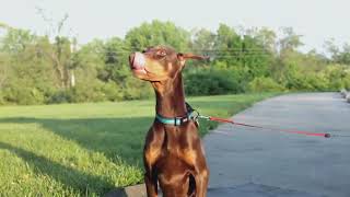 5 top reason you should choose a Doberman as your next pet, testing AI